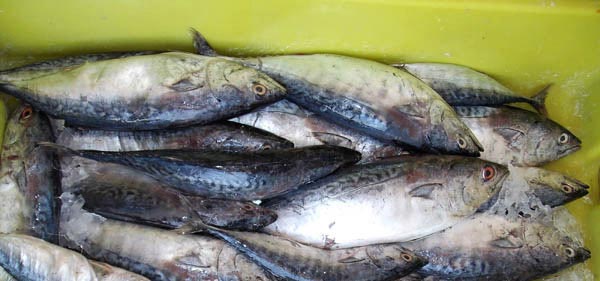azduz, a type of fish (Mackerel)